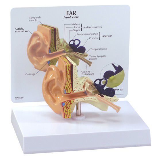 Ear canal anatomical model 2250 GPI Anatomicals
