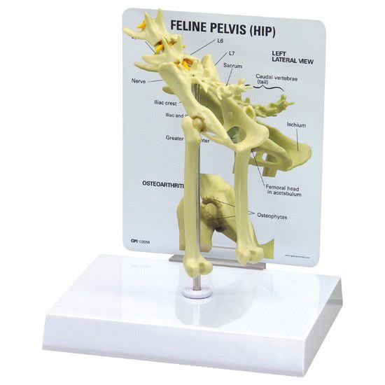 Skeleton anatomical model / pelvis / for felines 9160 GPI Anatomicals