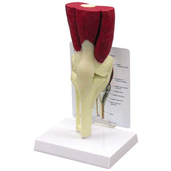 Joints anatomical model / knee / with musculature 1060 GPI Anatomicals