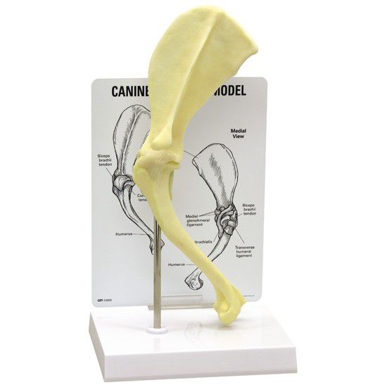 Shoulder anatomical model / joints / for canines 9075 GPI Anatomicals