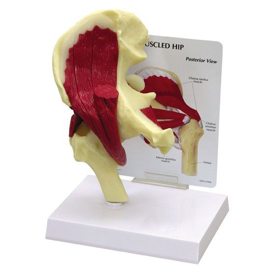 Hip anatomical model / joints / with musculature 1310 GPI Anatomicals