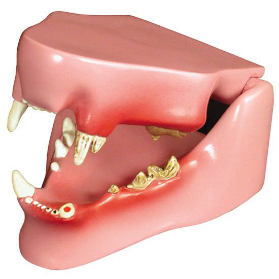 Denture pathology anatomical model / for felines 9190 GPI Anatomicals