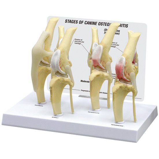 Joints anatomical model / knee / for canines 9051 GPI Anatomicals
