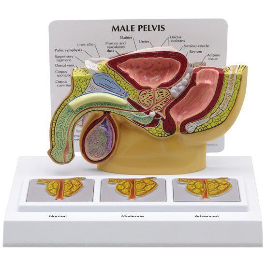 Pelvis anatomical model / male 3551 GPI Anatomicals