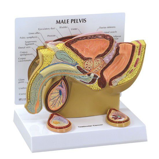 Pelvis anatomical model / male 3570 GPI Anatomicals