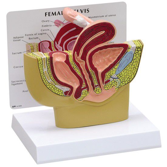 Pelvis anatomical model / female 3500 GPI Anatomicals