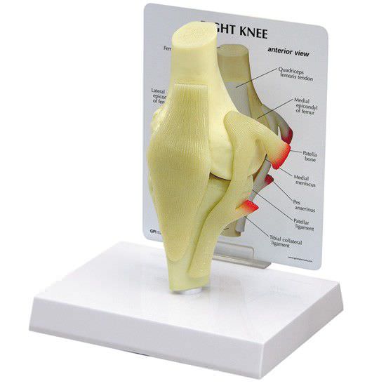 Joints anatomical model / knee 1000 GPI Anatomicals