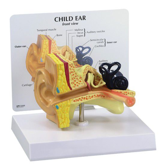 Ear canal anatomical model / child 2300 GPI Anatomicals