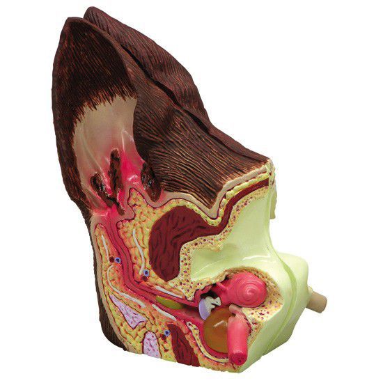 Ear canal pathology anatomical model / for canines 9200 GPI Anatomicals