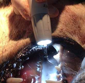 Piezoelectric dental scaler / complete set / veterinary / with LED light Ultra LED Piezo Scaler iM3