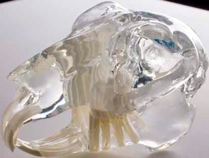 Skull anatomical model / leporidae D1070 iM3