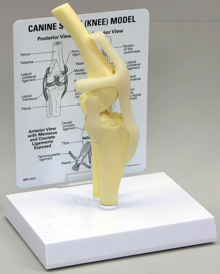 Knee anatomical model / joints / for canines J0776 Jorgensen Laboratories