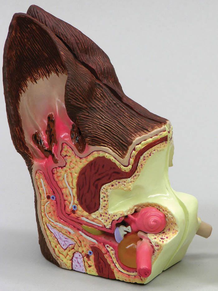 Ear canal anatomical model / veterinary J0772 Jorgensen Laboratories
