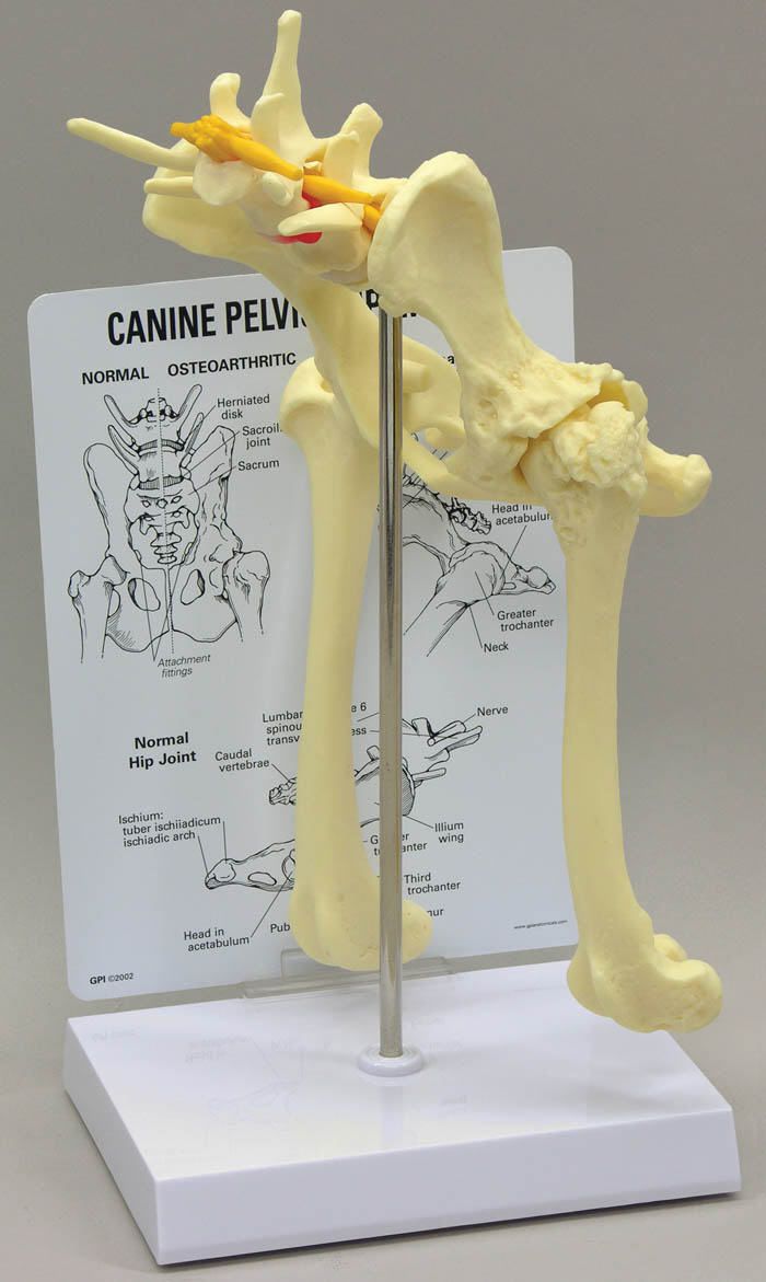 Joints anatomical model / hip J0775 Jorgensen Laboratories