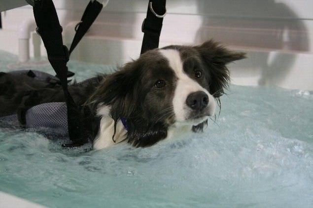 Canine grooming bathtub K9 Surf