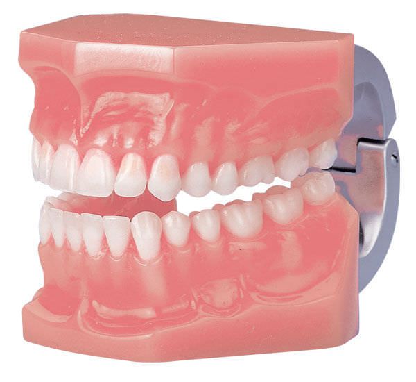 Denture anatomical model 41/0936 PRODONT-HOLLIGER